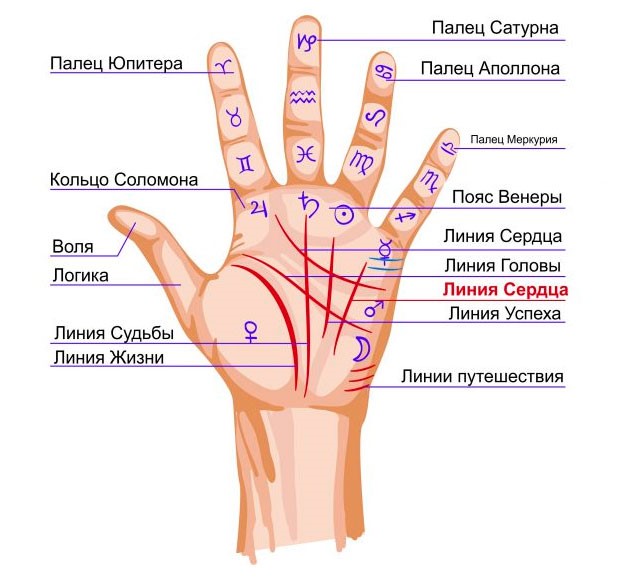La signification des lignes sur la paume de la main droite et gauche pour les femmes et les hommes. La chiromancie en images dans une langue accessible avec une photo