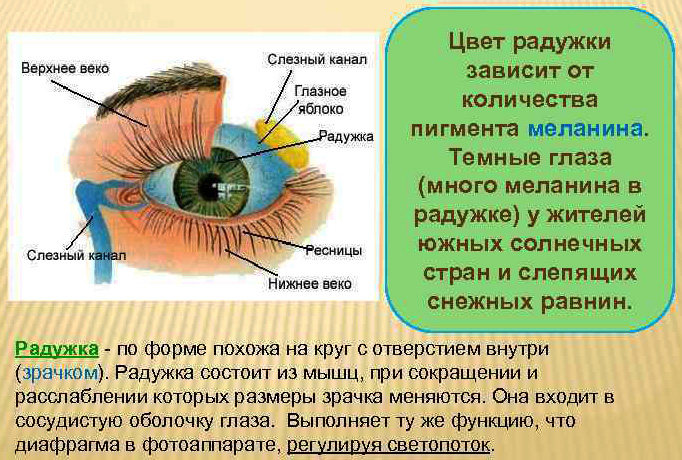 Haselnussfarbene Augen beim Menschen. Ein Foto